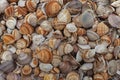 Seashells collection summer background Royalty Free Stock Photo