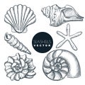 Seashells collection. Vector hand drawn sketch illustration. Summer travel design elements. Sea shells vintage icons set Royalty Free Stock Photo