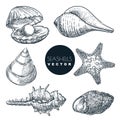 Seashells collection. Vector hand drawn sketch illustration. Summer travel design elements. Sea shells vintage icons set Royalty Free Stock Photo