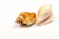 Seashells - colors and texture