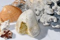 Seashells, coral fossil and pebbles