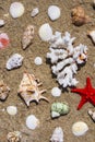 Seashells, coral and starfish
