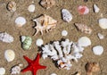 Seashells, coral and starfish