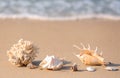 Seashells with coral on wet sand near sea Royalty Free Stock Photo