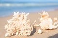 Seashells with coral on wet sand outdoors Royalty Free Stock Photo