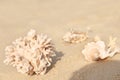 Seashells with coral on wet sand outdoors Royalty Free Stock Photo