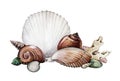 Seashells and corals watercolor illustration. Exotic marine natural shells from the sea. Group of shellfish, snail and scallops, i