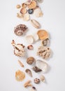 Seashells and corals on white background Royalty Free Stock Photo