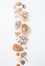 Seashells and corals on white background Royalty Free Stock Photo