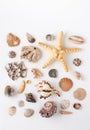 Seashells and corals on white background Royalty Free Stock Photo