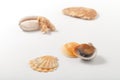 Seashells and corals on white background Royalty Free Stock Photo