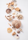 Seashells and corals on white background Royalty Free Stock Photo