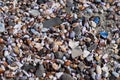 Seashells Cover Beach