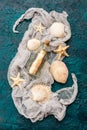 Seashells on dark turquoise background Royalty Free Stock Photo