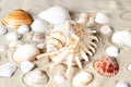 One large and many smaller shells of different colors lie on the sand Royalty Free Stock Photo