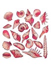 Red seashells of different shapes on background. Seashell decoration set on white background. Mussel natural  sea isolated gra Royalty Free Stock Photo