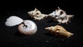 Murex shells Muricidae and a white scallop shell Pectinidae are Royalty Free Stock Photo