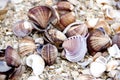 Seashells Royalty Free Stock Photo