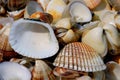 Seashells Royalty Free Stock Photo