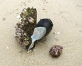 Seashells with fancy outgrowths on a sandy shore of the Andaman