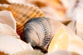 Seashells Filled Frame Royalty Free Stock Photo