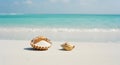 Seashells Filled with Sand on a Pristine Beach Royalty Free Stock Photo