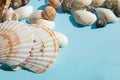 Seashells flat lay pattern on blue background, sea vacation background with copy space, top view Royalty Free Stock Photo