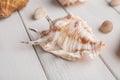 Seashells on white wood, sea vacation background Royalty Free Stock Photo