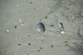 The seashells found on the beach