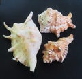 Seashells found in Trincomalee sea shore in Sri Lanka.