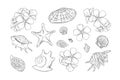 Seashells and frangipani set. Shells and plumera flowers isolated in white background. Vector illustration