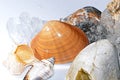 Seashells among glaciers and pebbles. Royalty Free Stock Photo