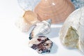 Seashells among glaciers and pebbles. Royalty Free Stock Photo