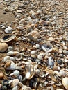 Seashells at the golden beach of seashore Azov sea