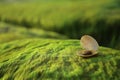 Seashells on green mossy rock