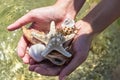 Seashells in hand on the beach Royalty Free Stock Photo