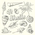 Seashells Hand Drawn Aquatic Doodle. Marine Sea Shell Isolated Elements