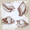 Seashells hand drawn vector graphic vintage sketch