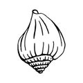 Seashells.  Hand drawn vector illustration in sketch style Royalty Free Stock Photo