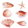 Seashells hand drawn watercolor raster illustration set