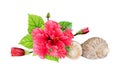 Seashells and hibiscus flower and buds in a holiday arrangement Royalty Free Stock Photo