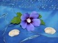 Seashells and hibiscus syriacus \'Blue bird\'