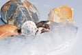 Seashells on ice. Royalty Free Stock Photo