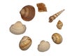 Seashells isolated