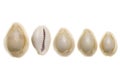 Seashells isolated on white background Royalty Free Stock Photo