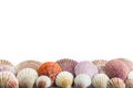 Seashells isolated on a white background Royalty Free Stock Photo