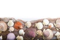Seashells isolated on a white background Royalty Free Stock Photo