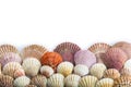Seashells isolated on a white background Royalty Free Stock Photo