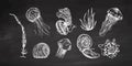 Seashells, jellyfishes, ammonite, nautilus mollusc, seaweed vector set. Hand-drawn sketch illustration on chalkboard background. Royalty Free Stock Photo