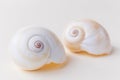 seashells on a light pastel background Royalty Free Stock Photo